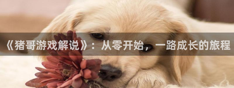杏运娱乐注册流程：《猪哥游戏解说》：从零开始，一路成长的旅程